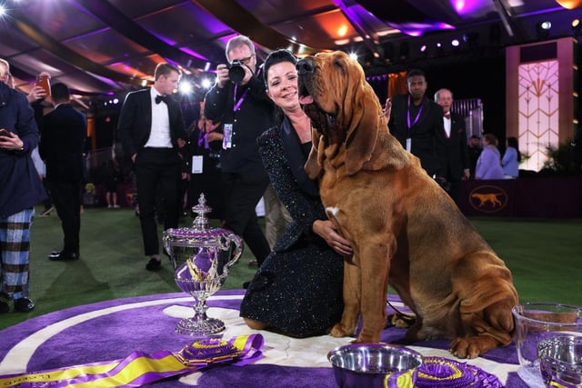 Heather Heather Helmer and Trumpet the Bloodhound sit in the winners circle after winning Best in Show at the annual Westminster Kennel Club dog show at the Lyndhurst Estate.