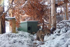Kittens born this season could be released into the wild in 2023. (pic: RZSS/Saving Wildcats)