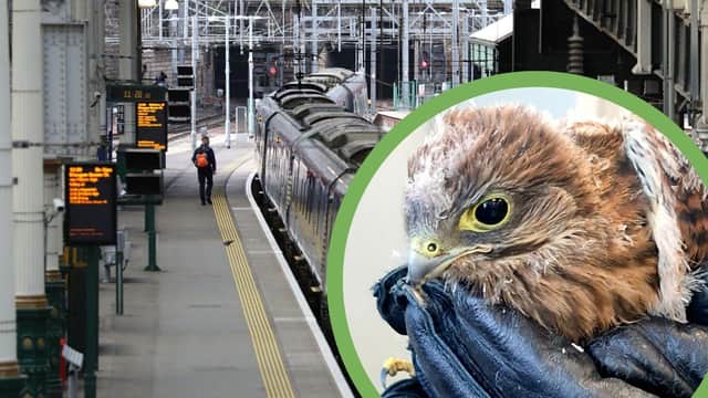 The Kestrel was found in Edinburgh Waverley on Tuesday after losing its way (Photo: Network Rail & Andrew Milligan).