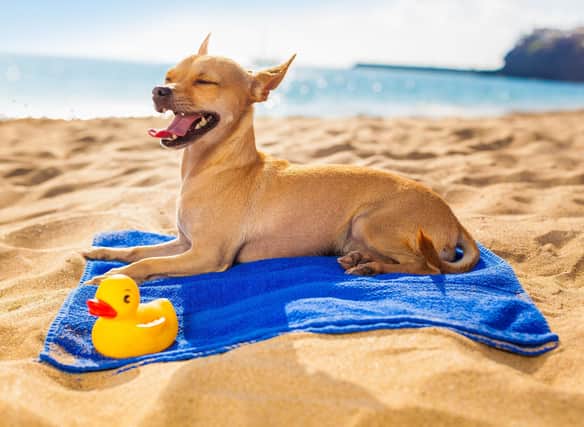 A few simple tips can ensure that your dog has as good a summer holiday as you.
