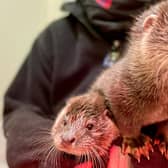Inver and Forth, the otter cubs found wandering in a street in Inverkeithing (Picture: Scottish SPCA)