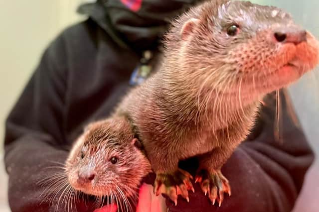 Inver and Forth, the otter cubs found wandering in a street in Inverkeithing (Picture: Scottish SPCA)