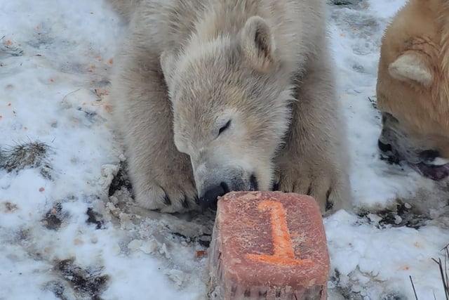 Keepers at the wildlife conservation charity helped Brodie mark the milestone with a birthday ice-cake made of carrot, hot dogs, apples, cod liver oil and a peanut butter frosting.
