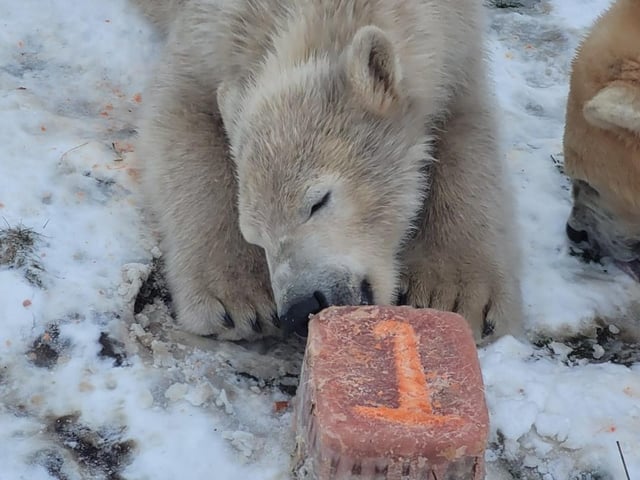 Keepers at the wildlife conservation charity helped Brodie mark the milestone with a birthday ice-cake made of carrot, hot dogs, apples, cod liver oil and a peanut butter frosting.