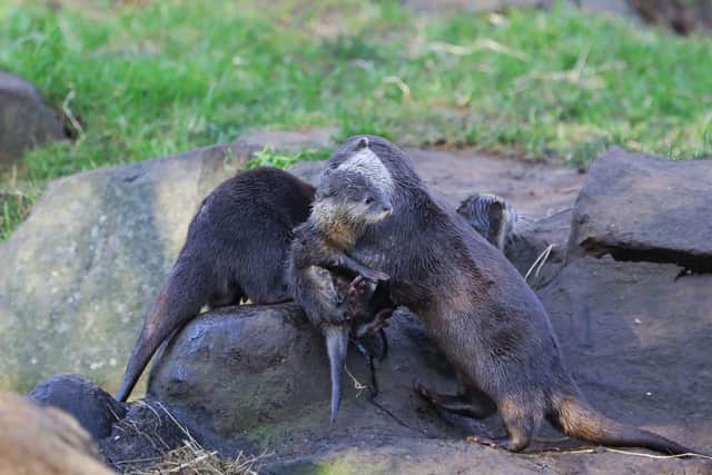Four adorable Asian short-clawed otter pups have made their first public appearance at the Royal Zoological Society of Scotland’s (RZSS) Edinburgh Zoo.