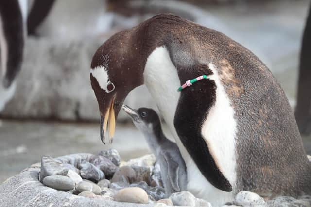 The Royal Zoological Society of Scotland (RZSS) has shared images of newly-hatched gentoo penguin chicks at Edinburgh Zoo – and they are super cute.  Photo: RZSS
