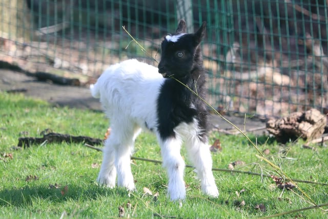 The newest kid in Edinburgh Zoo's herd of Bagot goats was born in February. The tiny baby was named Grace by keepers at the wildlife conservation charity.