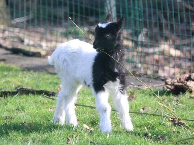 The newest kid in Edinburgh Zoo's herd of Bagot goats was born in February. The tiny baby was named Grace by keepers at the wildlife conservation charity.
