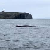 A humpback whale photographed by Simon Chapman as it surfaced for air close to the Isle of May in the Firth of Forth last month.
