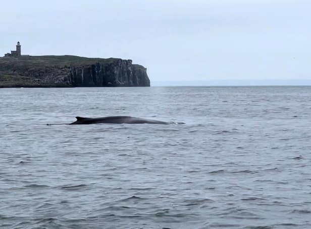 A humpback whale photographed by Simon Chapman as it surfaced for air close to the Isle of May in the Firth of Forth last month.