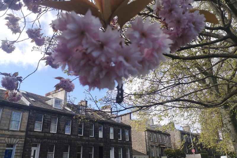 The cherry blossom brightens up the street on the boundary of Leith Links