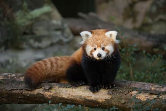 A four-month-old red panda kit at Edinburgh Zoo. Picture: RZSS/ Siân Addison