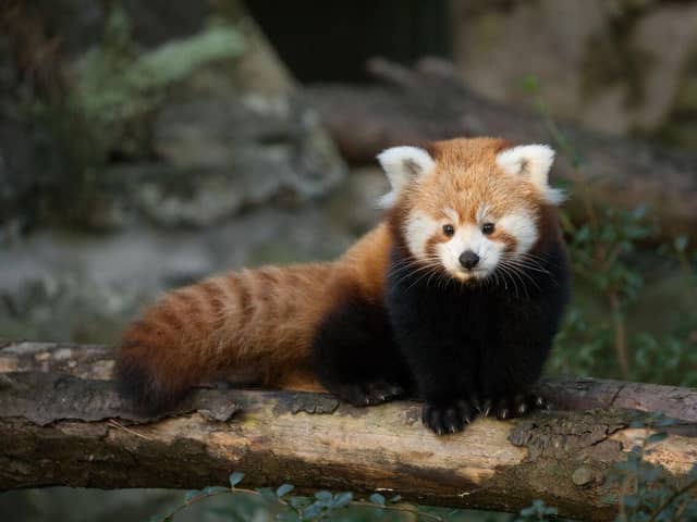 A four-month-old red panda kit at Edinburgh Zoo. Picture: RZSS/ Siân Addison