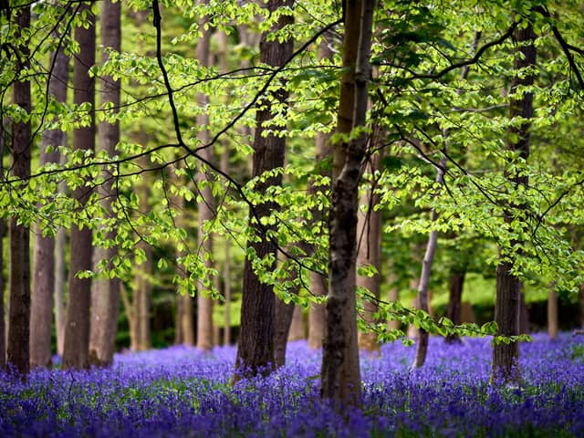 Hayley Matthews is planning to plant some bluebells from the National Trust for Scotland, which as the picture above shows are truly beautiful (Picture: John Walton/PA Wire)