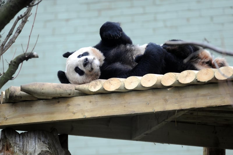 Giant Panda Tian Tia, whose name means 'sweetie' in Mandarin, relaxes in her enclosure at Edinburgh Zoo.
