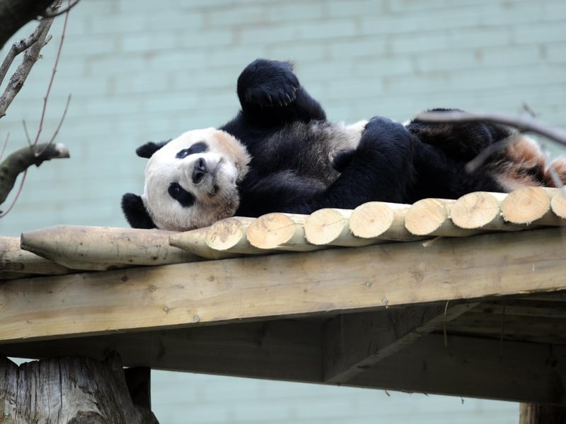 Giant Panda Tian Tia, whose name means 'sweetie' in Mandarin, relaxes in her enclosure at Edinburgh Zoo.