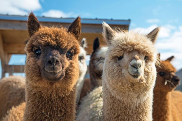 BobCat Alpacas are based at the foot of the Pentland Hills on the edge of Edinburgh. The owners offer a 90 minute trek with their animals, followed by time on the farm interacting with, and feeding alpacas. Go to their website to book.