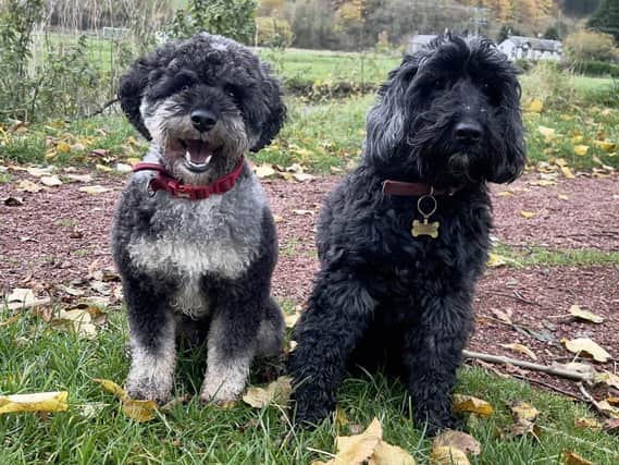 Donald Anderson's dogs, Brodie and Scotty