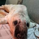 Nicola helped rescue the stranded seal pup and take it to safety