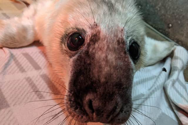 Nicola helped rescue the stranded seal pup and take it to safety