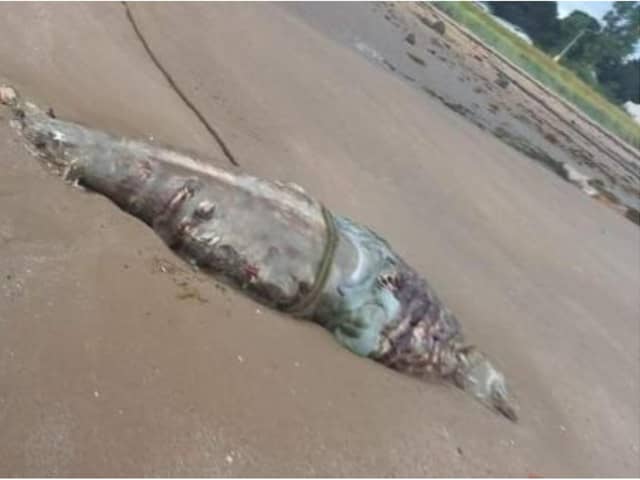A dead whale has washed up on a beach near Port Seaton. Photo: East Lothian Animal Rescue and Advice