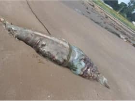 A dead whale has washed up on a beach near Port Seaton. Photo: East Lothian Animal Rescue and Advice