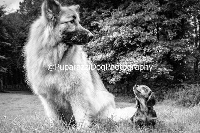 Use other animals, humans or inanimate objects to show a sense of scale when photographing pups