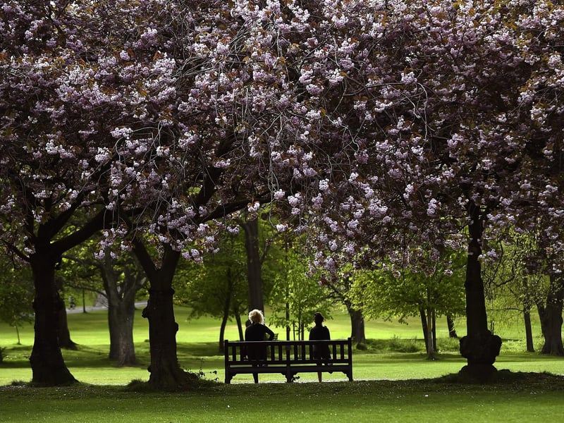 Situated in the centre of Edinburgh, the Meadows is a popular spot for walking in the Capital and for people meeting up or going for a cycle or jog. Pic Lisa Ferguson.