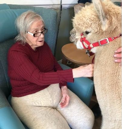 Meeting the alpacas was a new experience for many of our residents - including Elizabeth Pennycook.
