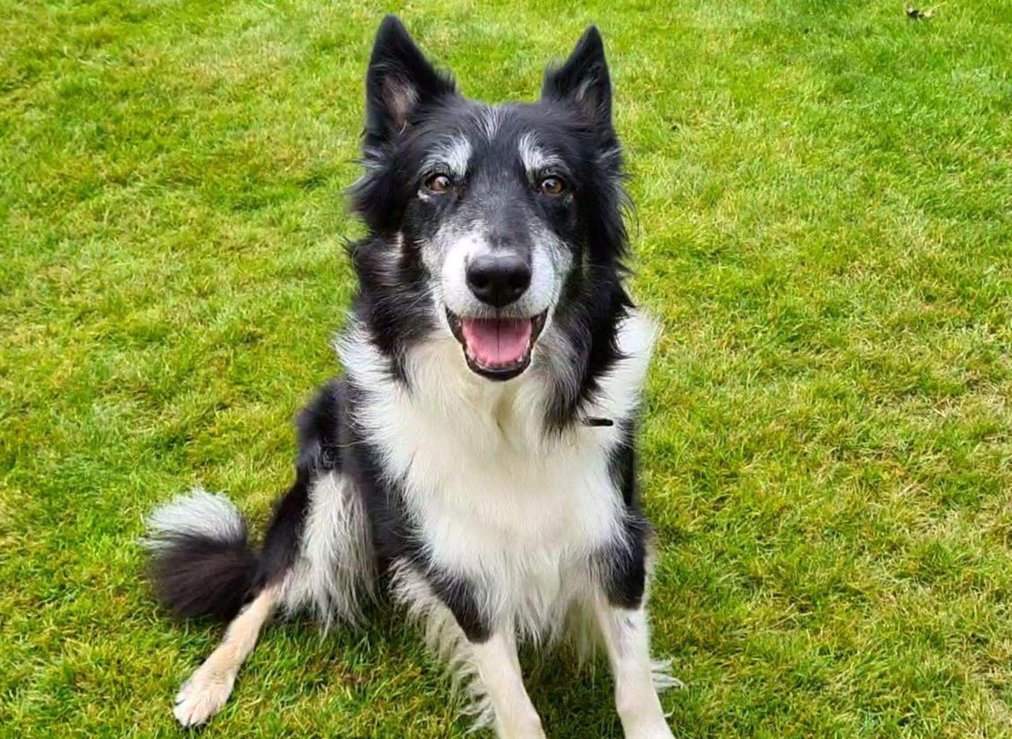 Edinburgh rescue dogs: Border Collie May at Dogs Trust West Calder  is waiting for her new home