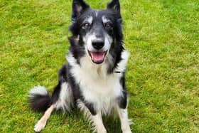 Eight-year-old Border Collie, May, is a sweet and gentle girl who finds her greatest joy in the company of others.
You can learn more about rehoming and fostering at the charity's ‘Can You… Be My Person?’ event on Saturday October 28 between 12pm - 4pm at the Dogs Trust West Calder centre