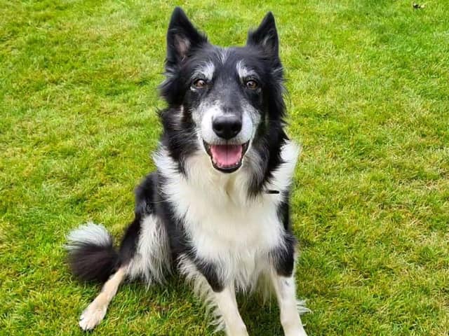 Eight-year-old Border Collie, May, is a sweet and gentle girl who finds her greatest joy in the company of others.
You can learn more about rehoming and fostering at the charity's ‘Can You… Be My Person?’ event on Saturday October 28 between 12pm - 4pm at the Dogs Trust West Calder centre