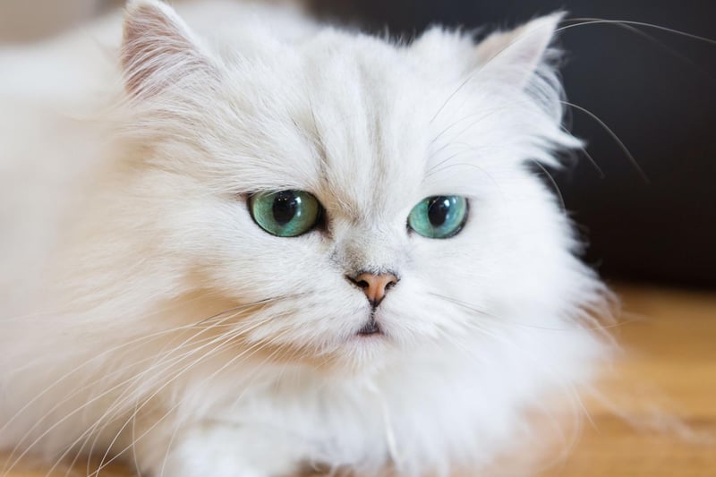 The first documented case of the Persian Cat's ancestors in Europe dates back to around 1620. Now the attractive long-haired cats with distinctive round faces are the UK's sixth favourite breed.
