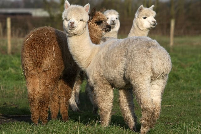 You can become acquainted with alpacas on a trek through a park in East Lothian. John Muir Alpacas holds experiences where you get to walk the woolly creatures through picturesque woodlands, before feeding them carrots and taking a selfie with them in their paddock.