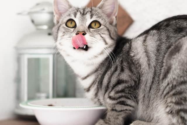 Wet food tins and pouches are thought to be the hardest hit. Photo by Laura Chouette on Unsplash.