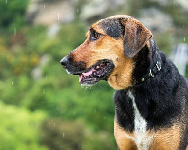 Expert advice shared to help keep pets calm during upcoming thunderstorms