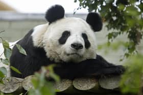 Giant panda Tian Tian - visitors had one final opportunity to say goodbye to Britain's only giant pandas last week before zoo keepers started to get them ready to make their way back to China. Picture: Danny Lawson/PA Wire