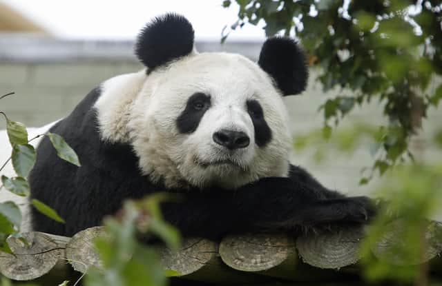 Giant panda Tian Tian - visitors had one final opportunity to say goodbye to Britain's only giant pandas last week before zoo keepers started to get them ready to make their way back to China. Picture: Danny Lawson/PA Wire