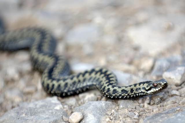 Adders are coming out of hibernation. Picture: Ian Rutherford