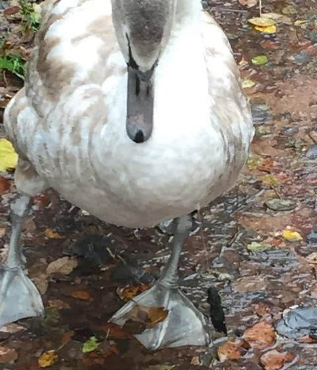 The injured Fife Swan after it was discovered with a fishing line attached to it.