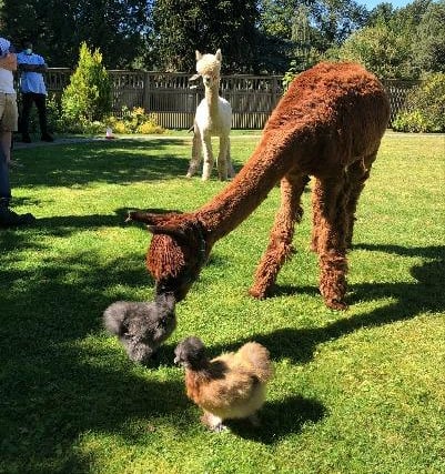 It wasn't just the eldery residents who met the alpacas, the chickens did too.