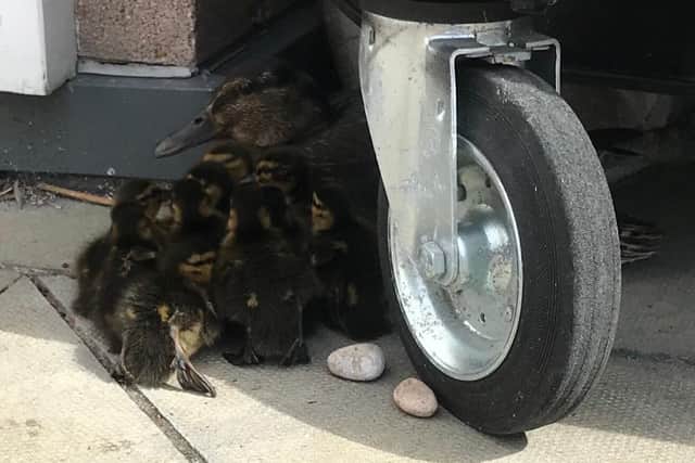 The ducklings were hiding under a bin at ground level.