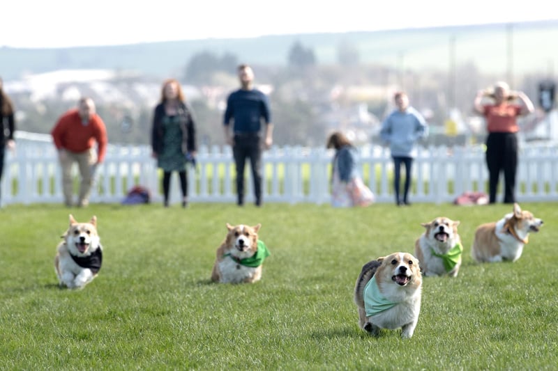Participants take part in the Corgi Derby at Musselburgh Racecourse, as part of its Easter Saturday race day celebration.