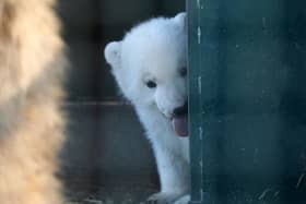 The Royal Zoological Society of Scotland (RZSS) has shared adorable new images of the UK’s youngest polar bear at Highland Wildlife Park.