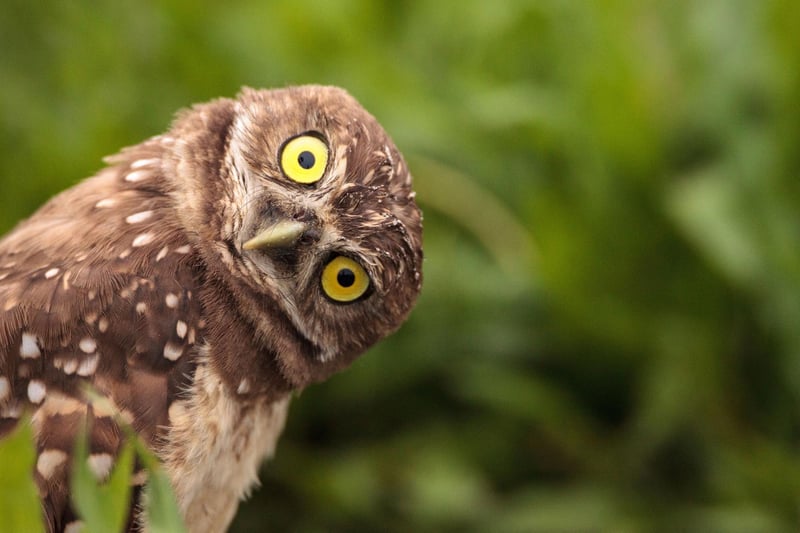 Located in Polkemmet Country Park, just off the M8 motorway near Whitburn, the Scottish Owl Centre lays claim to the largest collection of owls in the world. Get up, close and personal with some of the amazing birds of prey and enjoy the regular flying displays.