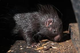 The porcupette was to mum Zahara and dad Rick on 31 August 2021.