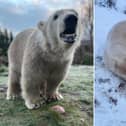 Highland Wildlife Park: The UK's only polar bear cub celebrates his first birthday in his Highland home