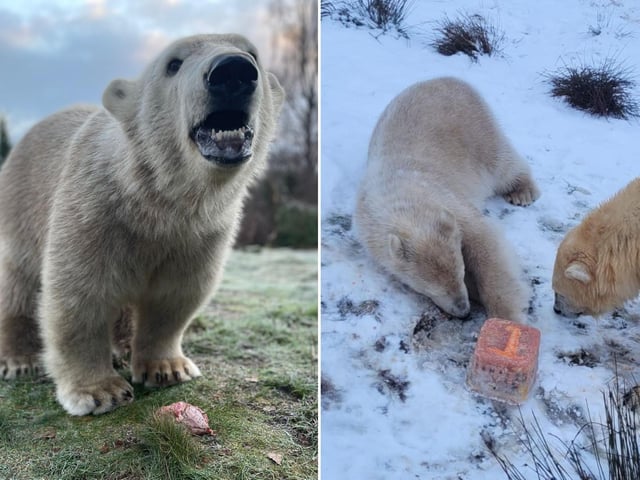 Highland Wildlife Park: The UK's only polar bear cub celebrates his first birthday in his Highland home