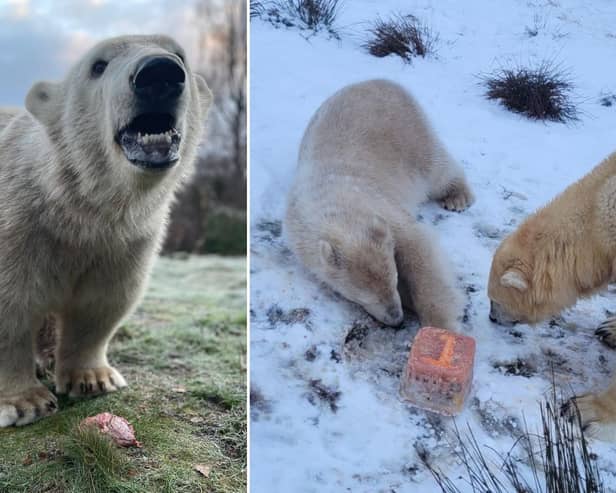 Highland Wildlife Park: The UK's only polar bear cub celebrates his first birthday in his Highland home