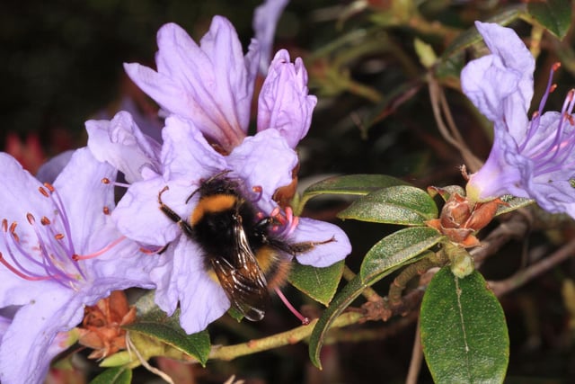 Many species of bee like to stay hidden away until the warmer summer months but, as the name would suggest, the Early Bumblebee is on the wing as early as April, with the queens emerging first, followed by the female workers and finally the males.